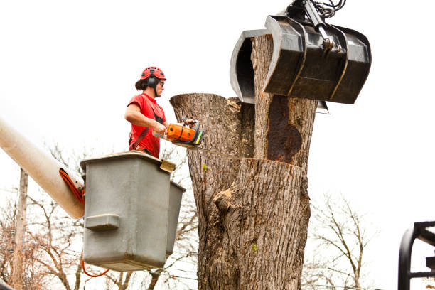 How Our Tree Care Process Works  in  Marks, MS